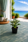 Philodendron 'Birkin'