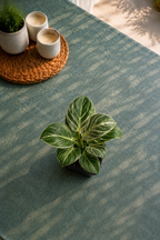 Philodendron 'Birkin'