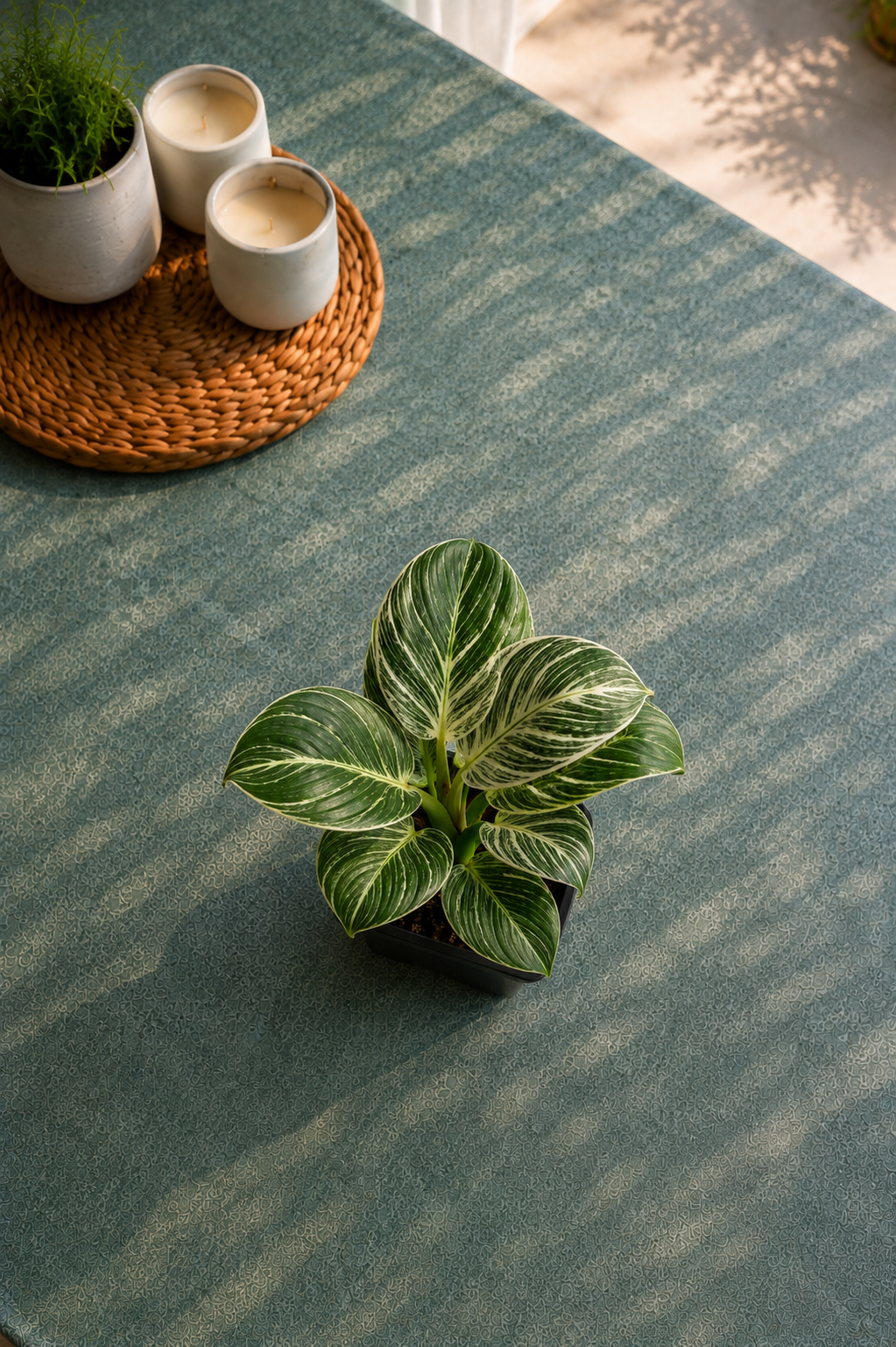 Philodendron 'Birkin'