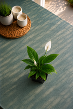 Spathiphyllum 'Wallisii'