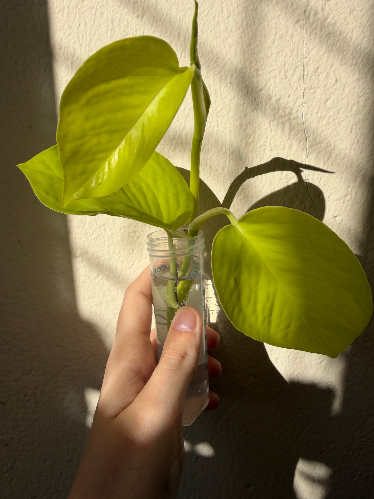 Epipremnum ‘Neon’
