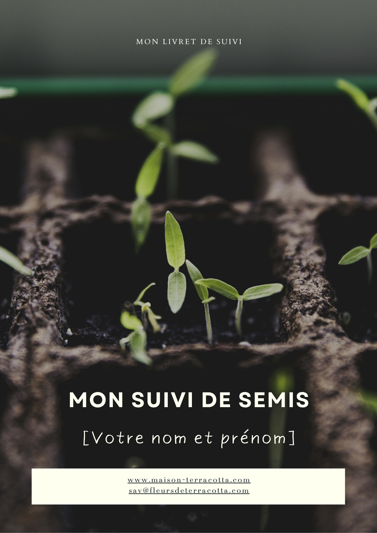 Tomates cerises (Supersweet 100 HF1)